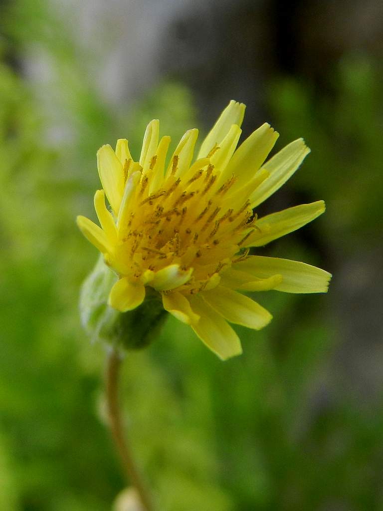 Asteraceae Sonchus sp.
